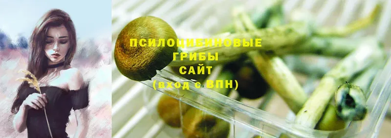 хочу   Лыткарино  Псилоцибиновые грибы Cubensis 